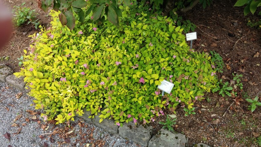 Gold Mound Spirea bush